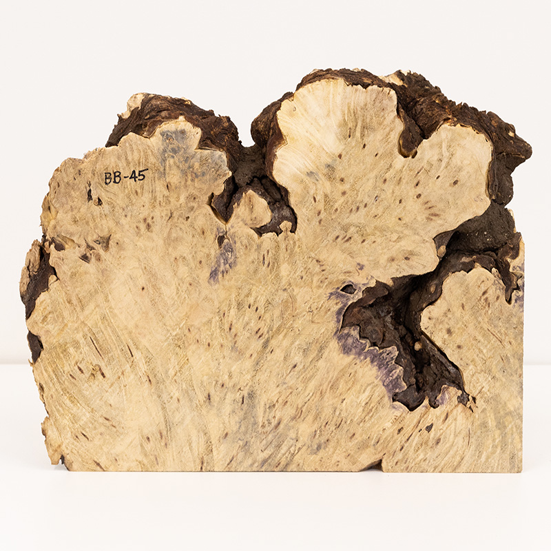 A cross section of burl wood for turning