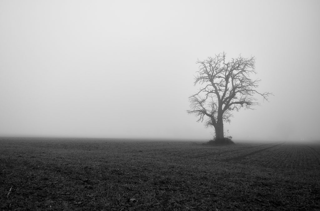 A dead tree stands alone in a foggy field.