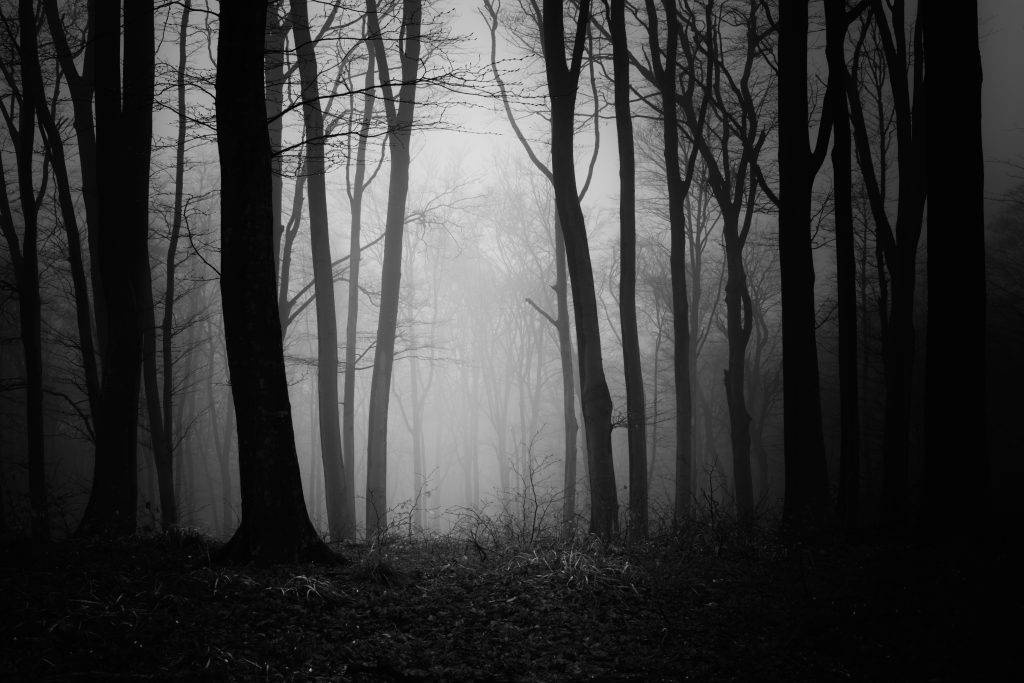 A forest of leafless trees in the fog