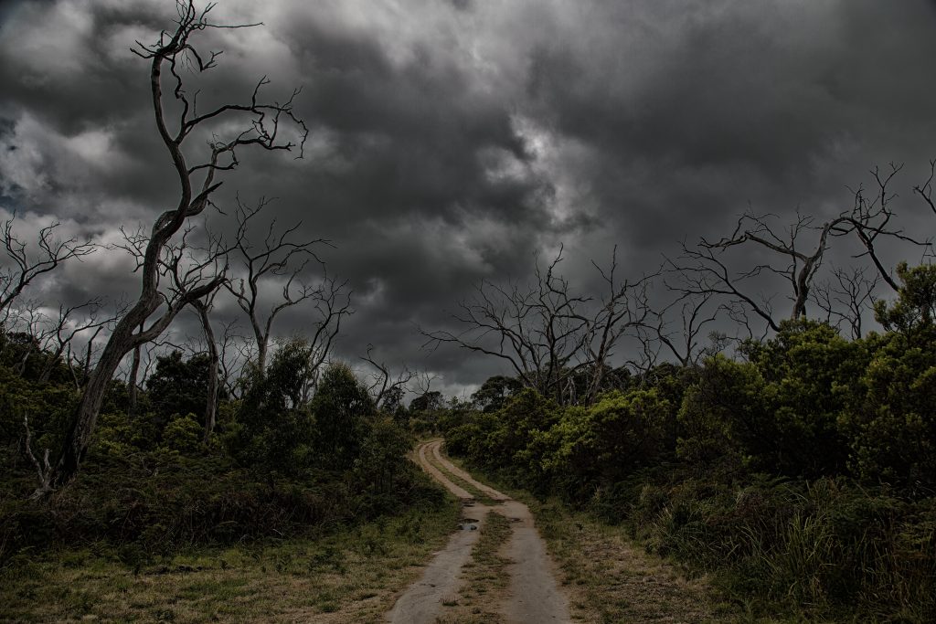 A dirt path leading into the distance lined with dead trees and a dark cloudy sky.