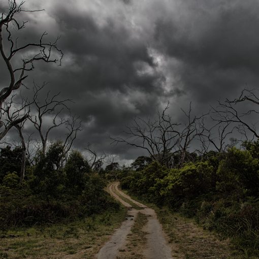 A dirt path leading into the distance lined with dead trees and a dark cloudy sky.